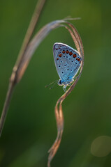 Polyommatus icarus - diurnal butterfly on the forest flower in the dew in the first rays of the sun