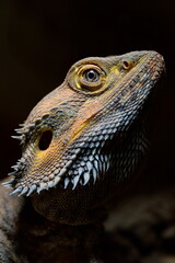 Bartagame 2