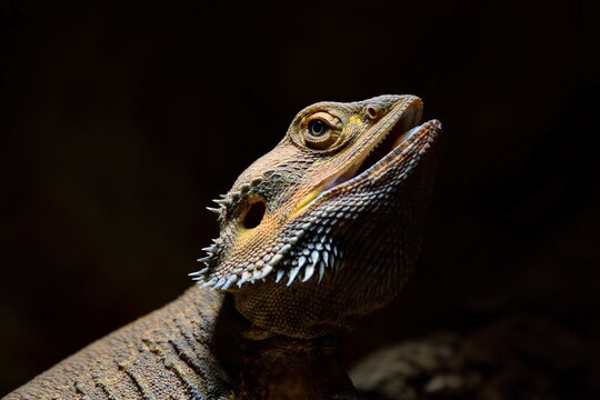 Bartagame 3
