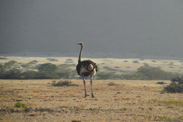 Road tripping through the Namibian Desert