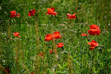 Park in Walsrode, Niedersachsen