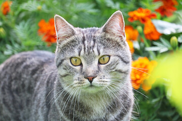 beautiful tabby cat walking in the garden	