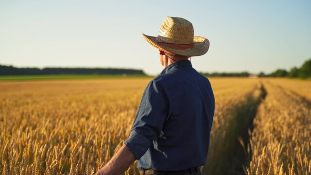 Elderly farmer in straw hat outdoors. Male agronomist stands inside the wheat field in the golden sunlight. Agriculturist inspects a field.