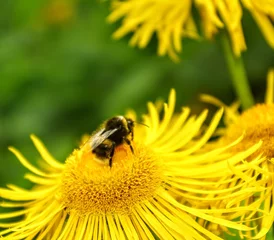 Fotobehang bee on flower © Ali