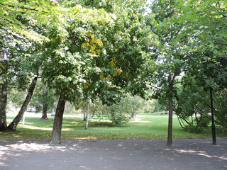 trees in the park in september, Tallinn, Estonia