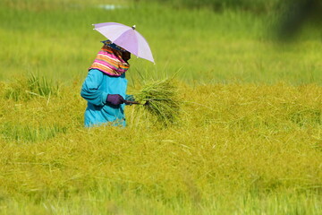 Woman with umbrella on head cutting grass in rice field