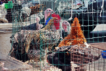 bird market with different birds