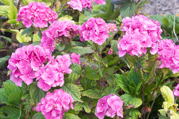 Obraz premium End of bloom pink hydrangeas, summer gardens