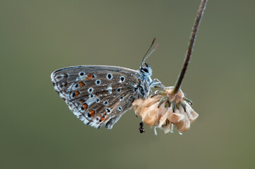 Polyommatus icarus - diurnal butterfly on the forest flower in the dew in the first rays of the sun