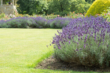 Blooming bushes of lavender purple aromatic flowers in the garden.
