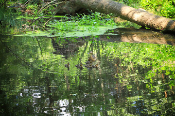 Cute duck family is swimming in Loecknitz river (Loecknitz) along the hiking trail in federal state Brandenburg, Germany