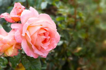 Beautiful white roses, summer blooming flower in the garden, english pink rose shrub.