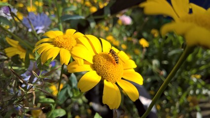 Obraz premium bee on yellow flower