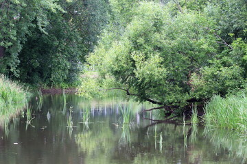Trees by the river landscape