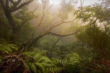 Paisaje de Naturaleza.  Reserva del Pijaral. Parque Rural de Anaga. Tenerife. Islas Canarias