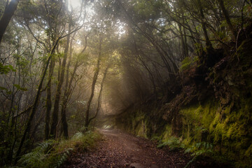 Paisaje de Naturaleza. Sendero en la Reserva del Pijaral. Parque Rural de Anaga. Tenerife. Islas Canarias
