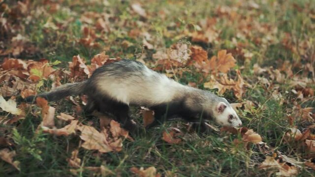 Black-footed Ferret. Funny video wild long fluffy animal in forest. Background tree green grass fallen yellow leaves. Gray fur. Adult Lone Running in autumn Endangerd Species in South Dakota nature