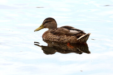 
Wild gray duck Mallard on the background of water in a pond