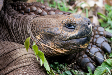 giant land tortoise, Aldabra Island, Seychelles