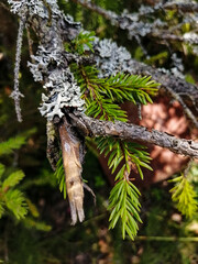 Spruce branches in the rays of sunlight