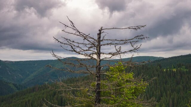 A withered tree struck by lightning. Mountain landscape timelapse moving clouds in Carpathian Ukraine