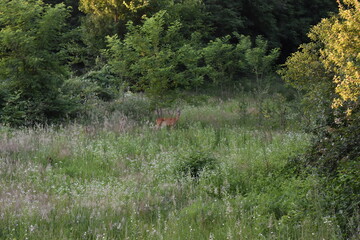 Obraz na płótnie Canvas red deer in the forest