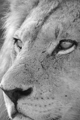close up portrait of a male lion
