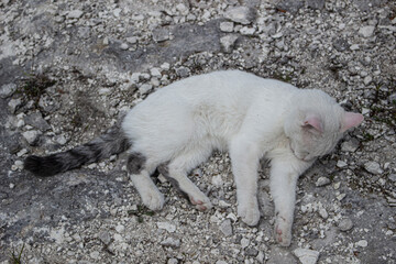 White cat lies on the stones. 