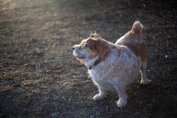 Small breed dog on the street