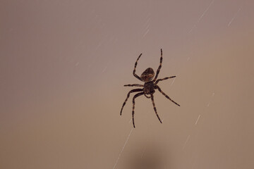 spider on the web