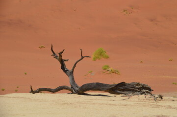 Fototapeta na wymiar The red sand dunes of the Namib Desert around Sossusvlei, Namibia