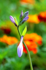 
Garden flower with buds close up