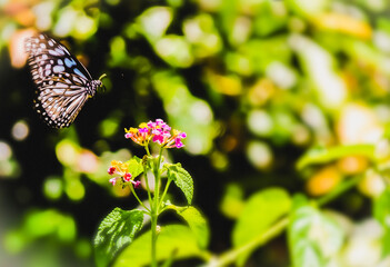Image of a butterfly landing on colorful flower