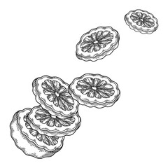 Graphic sliced bergamot fruits. Vector botanical design