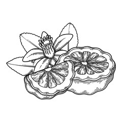 Graphic sliced bergamot fruits, leaves and flower