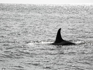 We’re lucky enough to capture the whales which happens once in a blue moon.