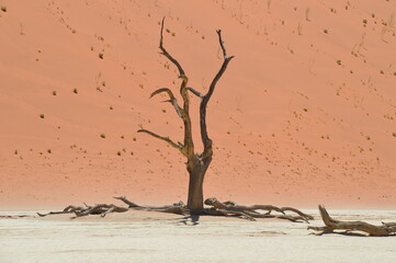 Fototapeta premium The red sand dunes of the Namib Desert around Sossusvlei, Namibia
