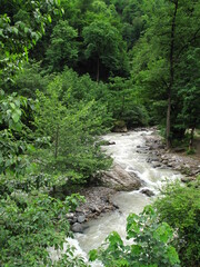 stream in the forest