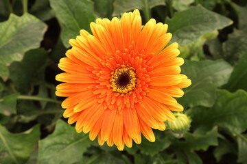 orange dahlia flower