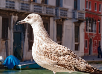Wildlife, Venice. Italy - A seagull in Venice in the Grand Canal on a sunny October day.