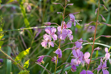 Chamaenerion angustifolium, fireweed, great willowherb flowers macro selective focus
