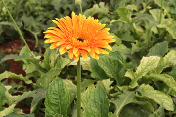 orange dahlia flower