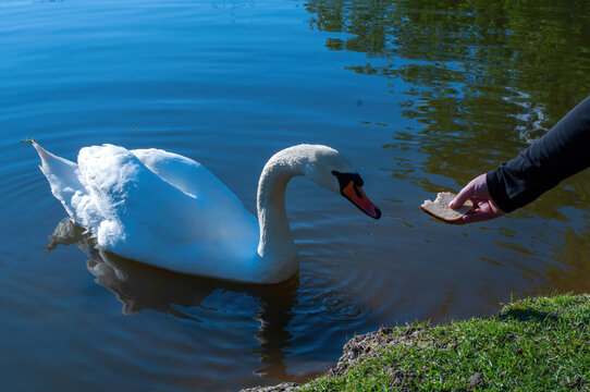 A man's hand feeds a swan in the lake with bread. photo