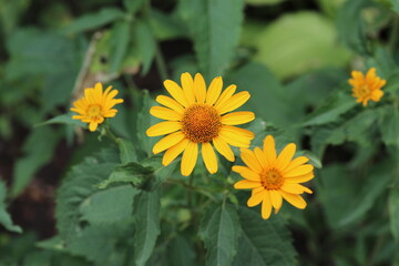 Decorative orange flower helenium,  nature, plant, sunflower, summer, garden, petal, flora, beauty, blossom, macro, sun