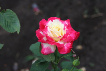 Red and white rose in the park, plant, flowers, love, green, beauty, flora, roses, beautiful, bloom, peta