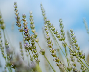 Close up of flowers of Lavandula angustifolia, English lavender on blue sky background. Violet lavender flowers in garden in sunny day. Floral card, romantic backdrop. Lavender flowers