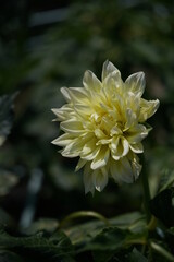 Light Cream Flower of Dahlia in Full Bloom
