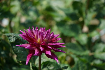 Light Purple Flower of Dahlia in Full Bloom
