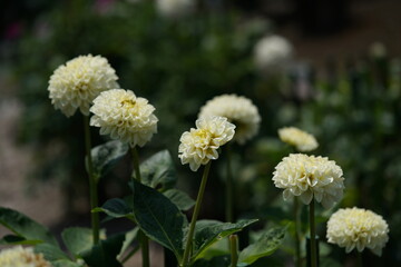 Light Cream Flower of Dahlia in Full Bloom
