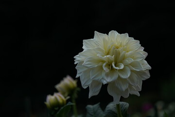 Cream Flower of Dahlia in Full Bloom
